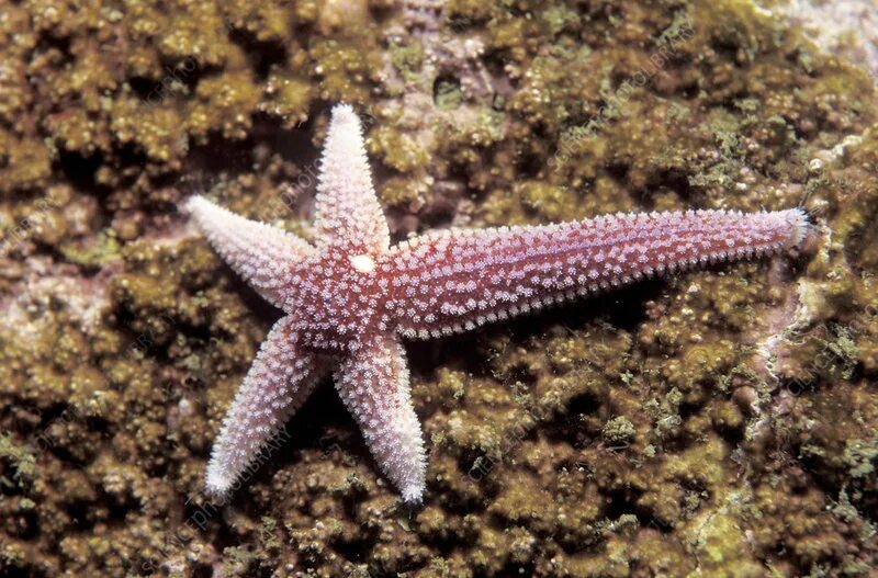 Рост морской звезды. Морская звезда. Регенерация морской звезды. Фрагментация морской звезды. Морские звезды и клонирование.