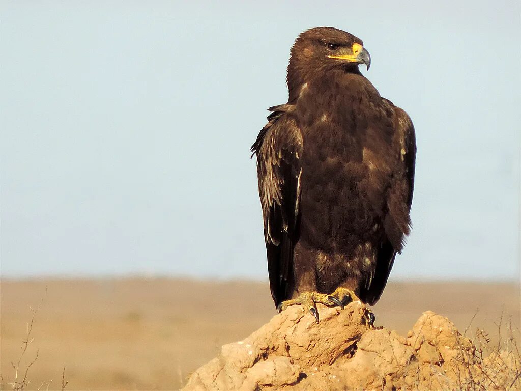 Орел степная птица. Степной Орел Степной Орел. Степной орёл (Aquila nipalensis. Донской Степной Орел. Степной Орел Забайкалья.