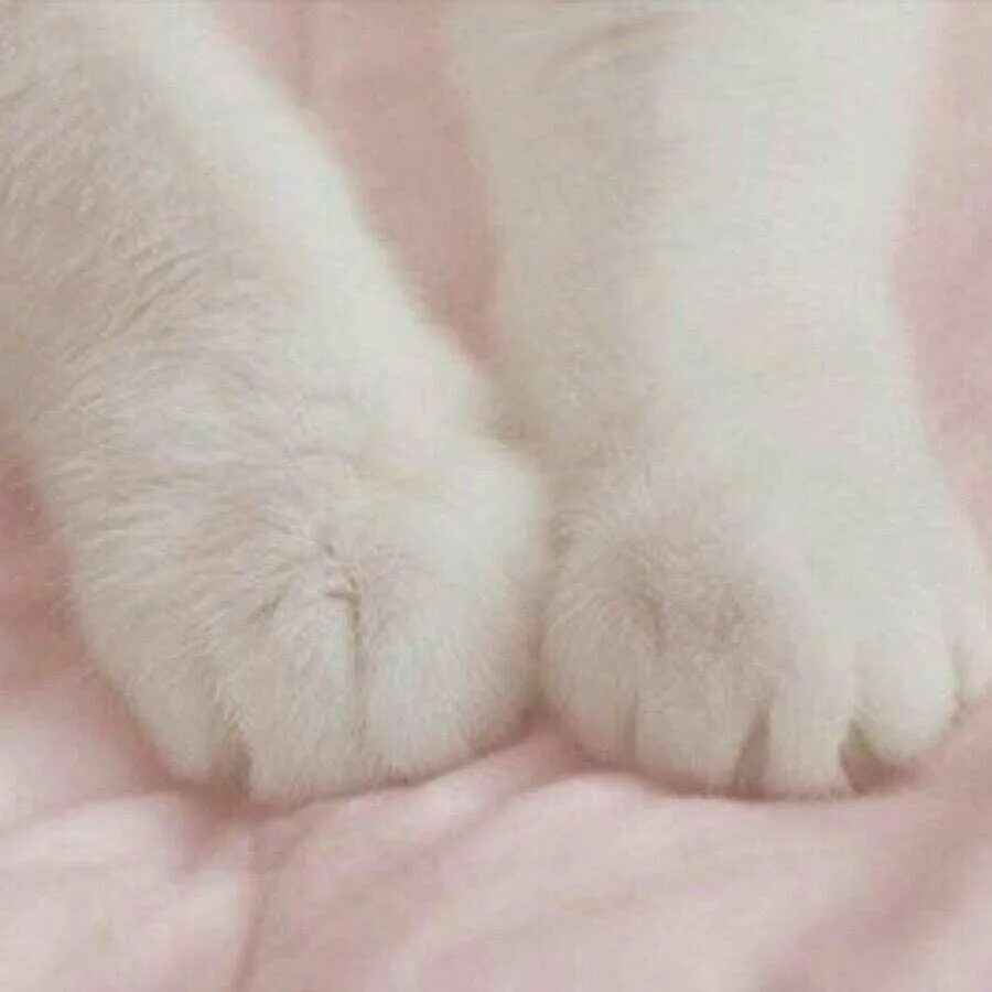 Кошачья лапа. Милые котики с лапками. Белые кошачьи лапки. Кот с белыми лапками.