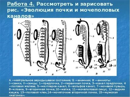Мочевыделительная система позвоночных животных