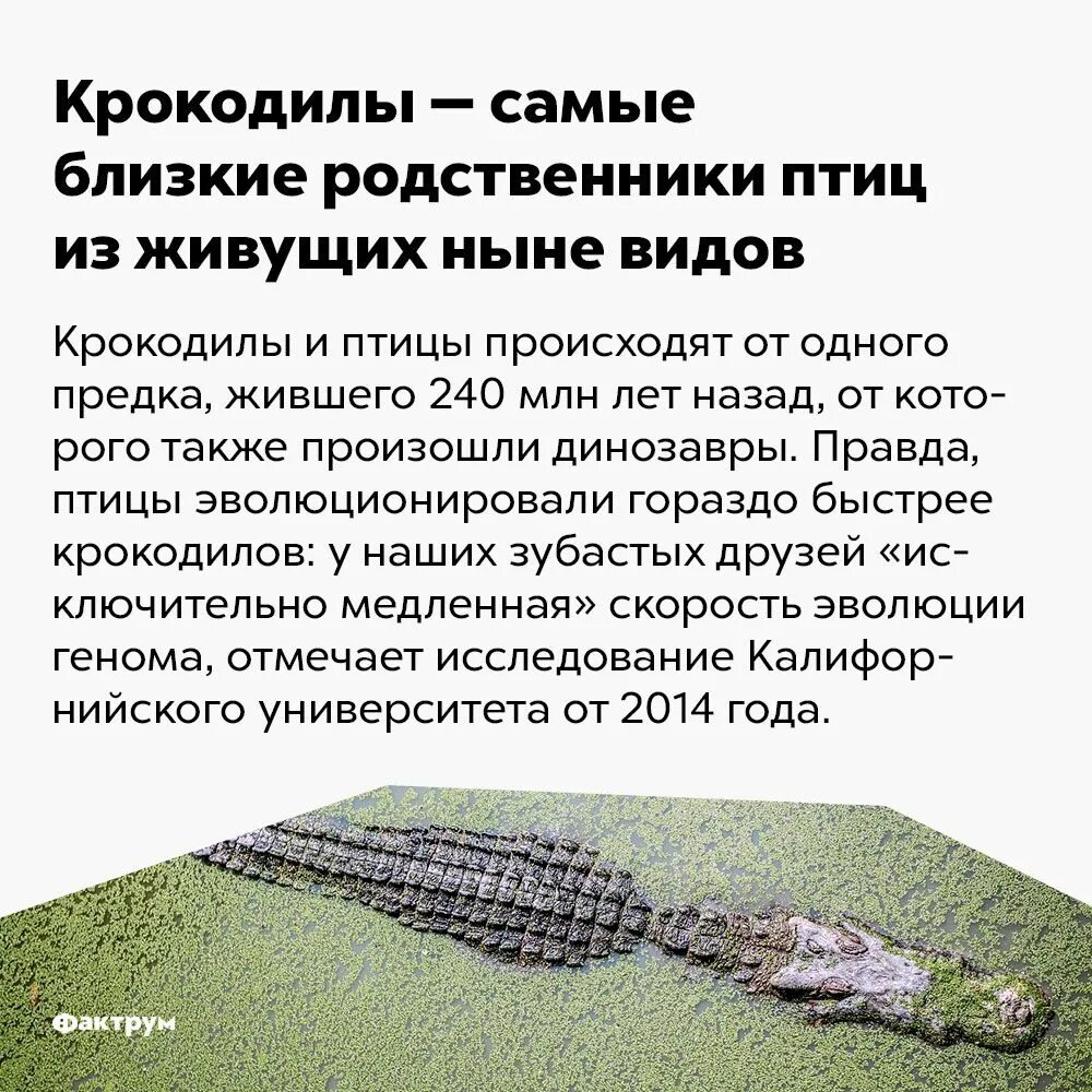 Гребнистый крокодил красная книга. Нильский крокодил. Берег каменных крокодилов. Близкий родственник крокодила. Ближайший родственник крокодила.