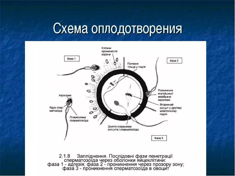 Процесс за которым следует оплодотворение. Схема оплодотворения. Этапы оплодотворения схема. Оплодотворение эмбриология. 1. Схема оплодотворения у человека..