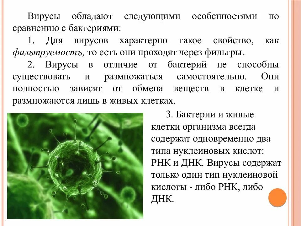 Чем отличается бактерия от вируса простыми словами