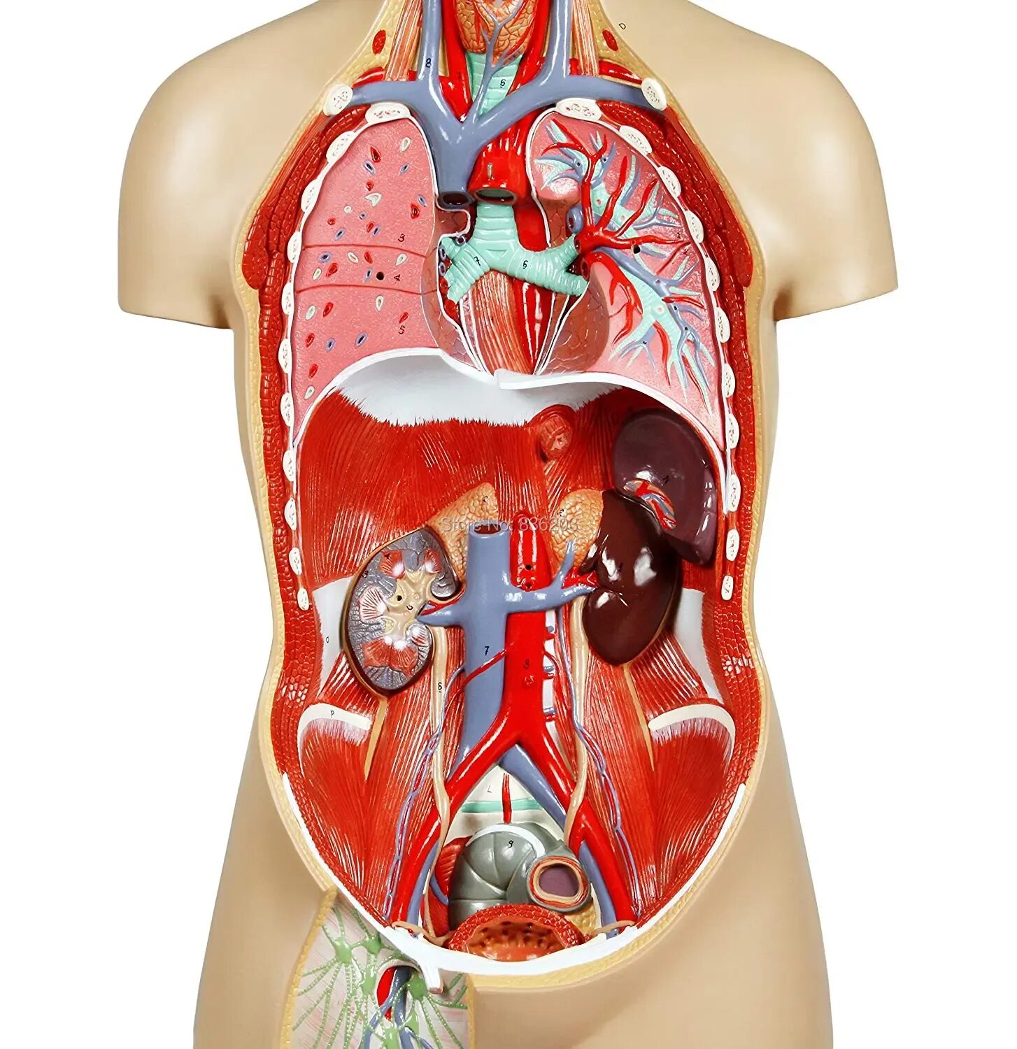 Модель органов человека. Скелет с внутренними органами. Человеческое тело.