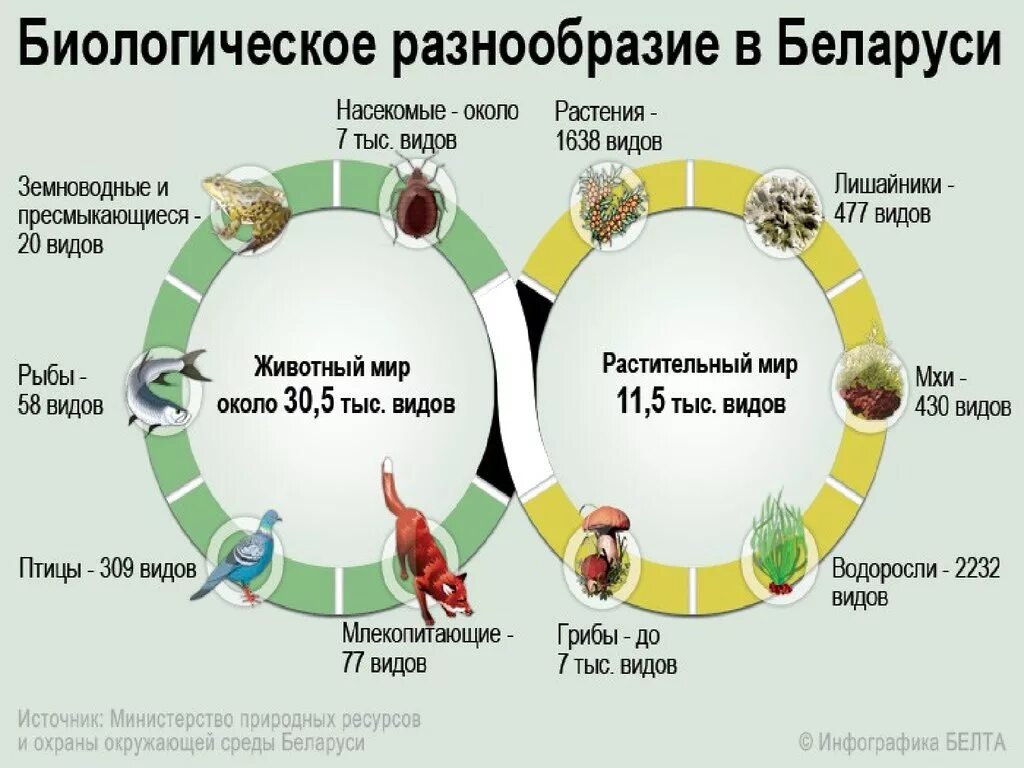 Проблема видового разнообразия. Биологическое разнообразие беларуси. природные условия и ресурсы белоруссии. снижение видового разнообразия. инфографика природные ресурсы.