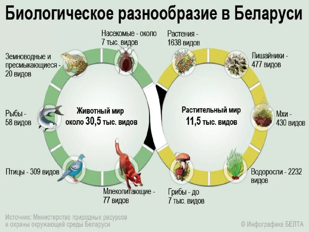 Проблема видового разнообразия. Биологическое разнообразие Беларуси. Природные условия и ресурсы Белоруссии. Снижение видового разнообразия. Инфографика природные ресурсы.