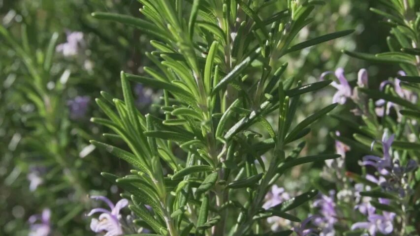 Розмарин цветет. Розмарин лекарственный (rosmarinus officinalis). Розмарин цветок комнатный. Розмарин оффициналис. Розмарин officinalis.