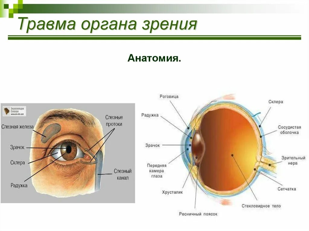 1 орган зрения строение. Анатомические структуры органа зрения анатомия. Строение глаза травма склеры. Повреждения органа зрения. Строение органа зрения.