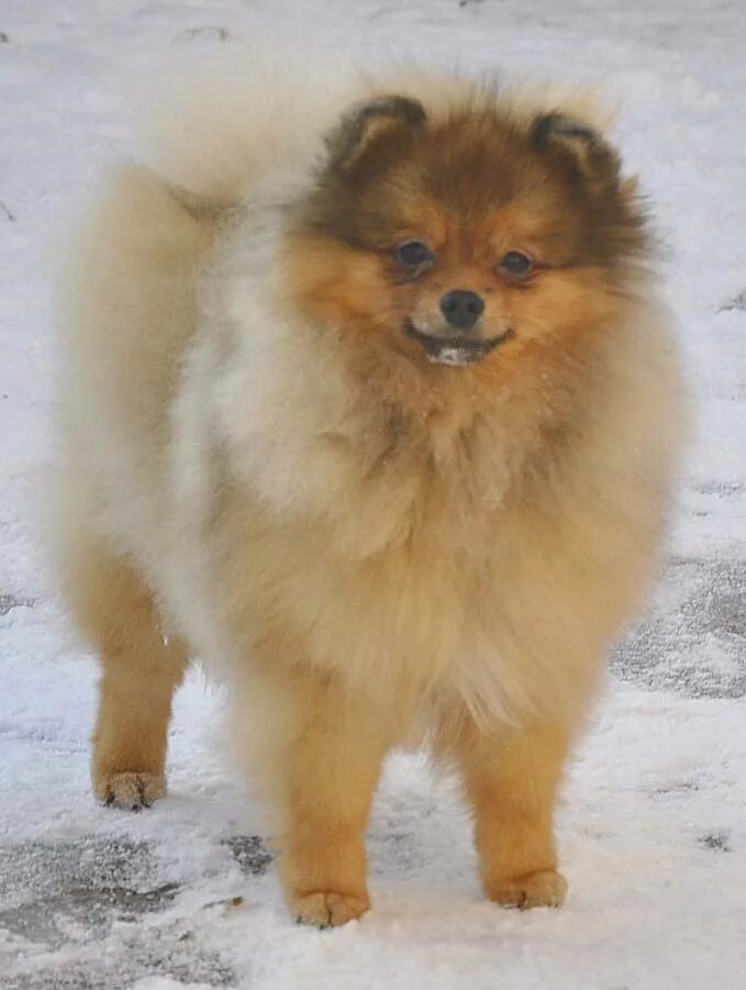 шпиц немецкий той 6 месяцев. немецкий шпиц щенок 7 месяцев. шпиц мини в 8 месяцев. оранж шпиц лисичка. малый шпиц в 6 месяцев.