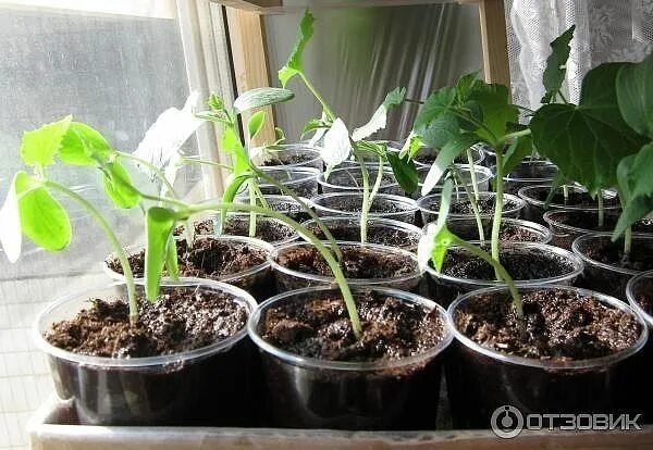 Сажаем семена огурцов на рассаду в стаканчики. Рассада огурцов в стаканчиках. огурцы в стаканчиках на рассаду. рассада огурцов в пластиковых стаканчиках. рассада огурца в стакане.