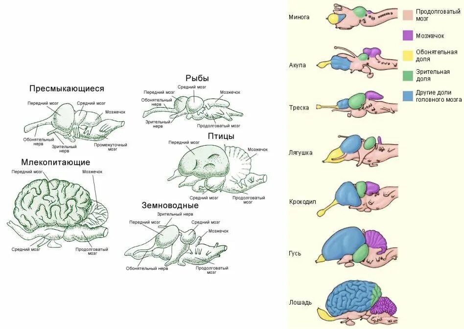 Функция головного мозга животных. Схема развития головного мозга позвоночных. Мозг млекопитающих строение ЕГЭ. Строение головного мозга хордовых. Строение головного мозга сравнение.