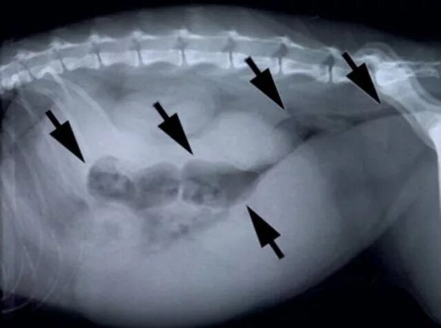 Матка и яичники кошки. Пиометра на рентгене у собак.