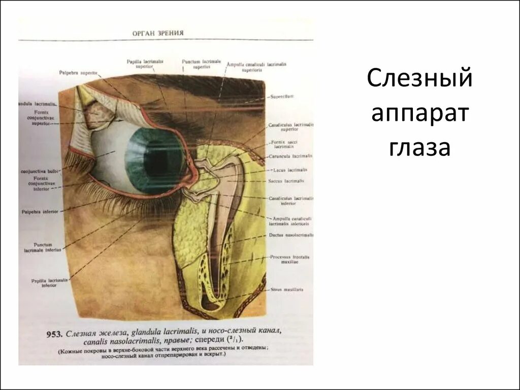 Какую функцию выполняет слезная железа