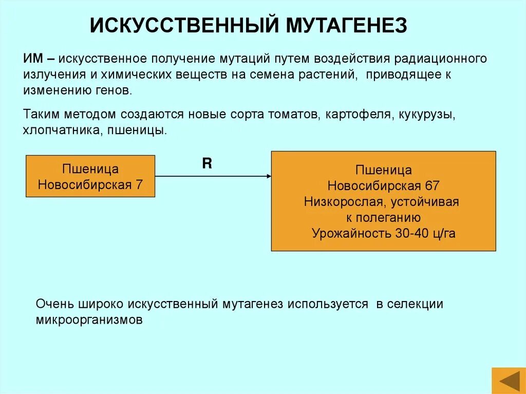 Искусственный мутагенез как метод селекции. Искусственный мутагенез как метод селекции