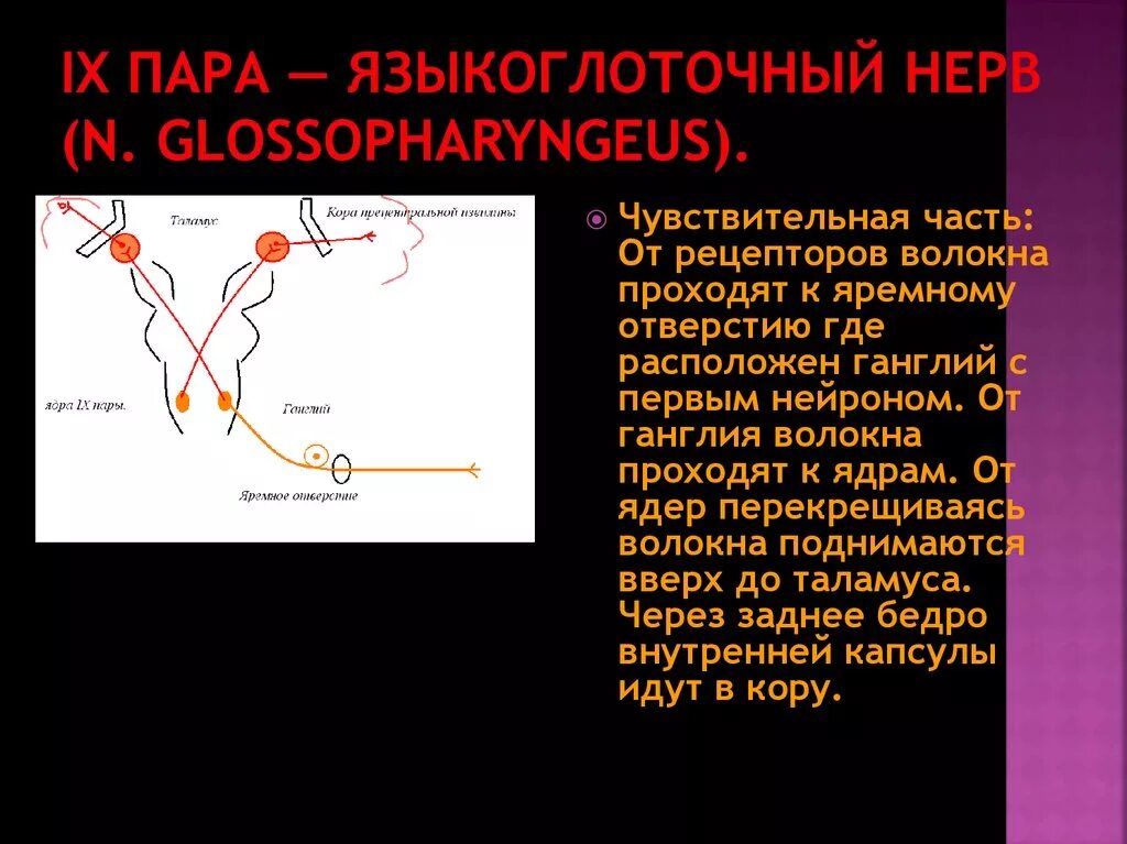 Поражение языкоглоточного нерва. Языкоглоточный нерв Нейроны. Ядра языкоглоточного нерва схема. Проводящие пути языкоглоточного нерва. Проводящие пути языкоглоточного нерва схема.