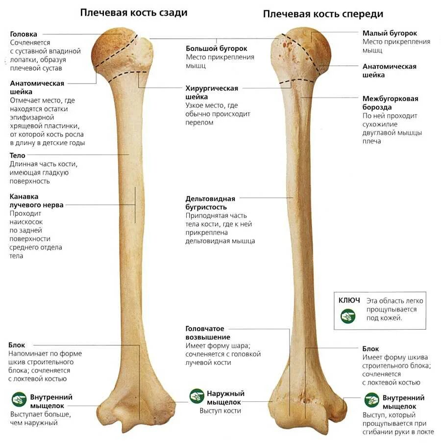 Плечевая кость дистальный эпифиз строение. Анатомические образования плечевой кости. Состав мыщелка плечевой кости. Анатомия плечевой кости диафиз.