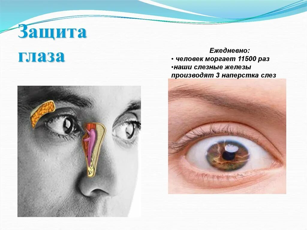 Презентация анализаторы органы чувств. Что защищает глаза. Защита глаз. Защити глаза. Скорость моргания человеческого глаза.