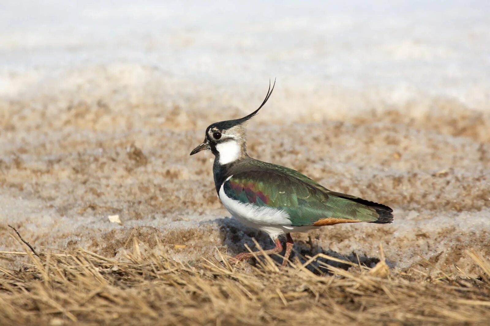 Чибис Vanellus Vanellus. Чибис Луговой. Кулик Чибис. Чибис пигалица.