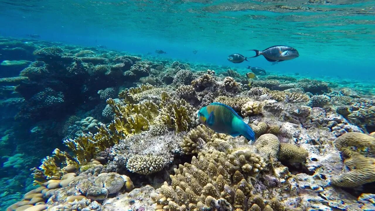 Снорклинг Шарм Эль Шейх. Египет снорклинг красное море. Шармаль Шейх море. Подводный мир Египта Шарм-Эль-Шейх.