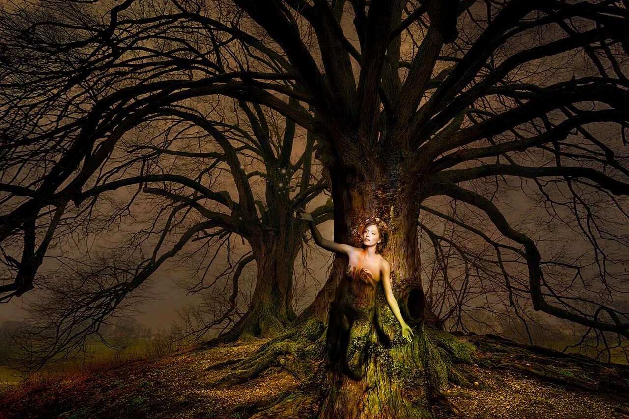 Мистическое дерево. Таинственное дерево. Женщина дерево. Дерево мистика.