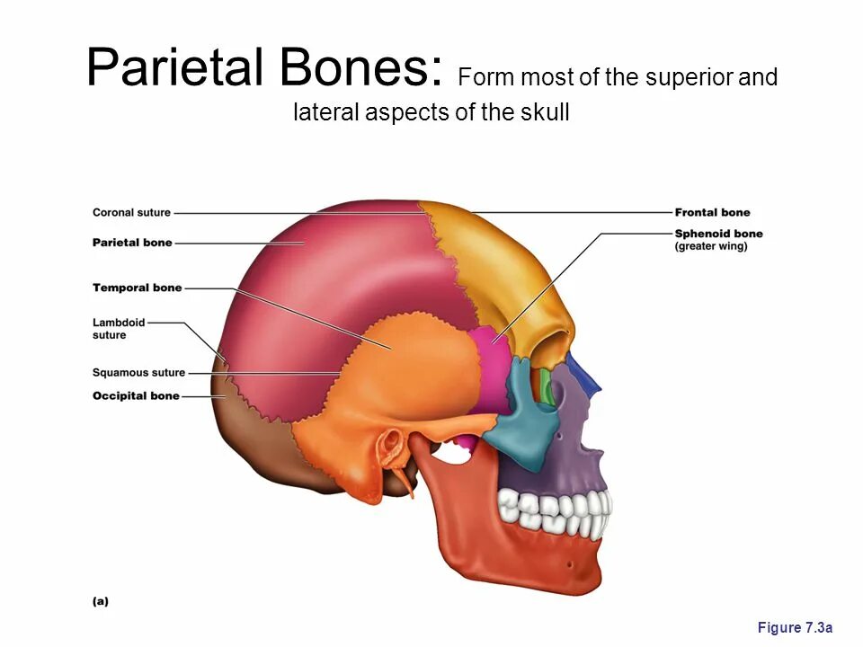 Skeleton Bones Axial. Axial Bone. Cranium Bones. Frontal Bone. The bones form