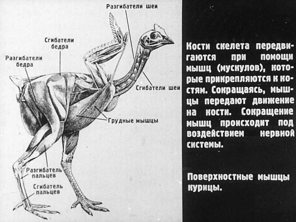 Особенности скелета и мускулатуры птиц. Мышцы курицы анатомия. Строение мышц курицы. Строение домашней птицы анатомия. Мышцы птицы анатомия.