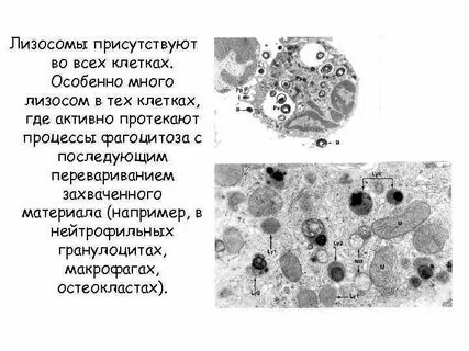 Лизосома цитоплазма