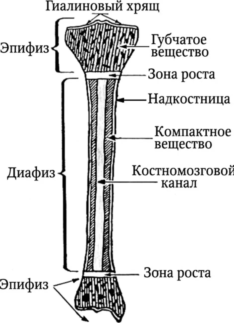 На рисунке изображено строение кости. Строение трубчатой кости анатомия. Схема строения трубчатой кости человека. Строение длинной трубчатой кости анатомия. Нарисуйте схему строения трубчатой кости.