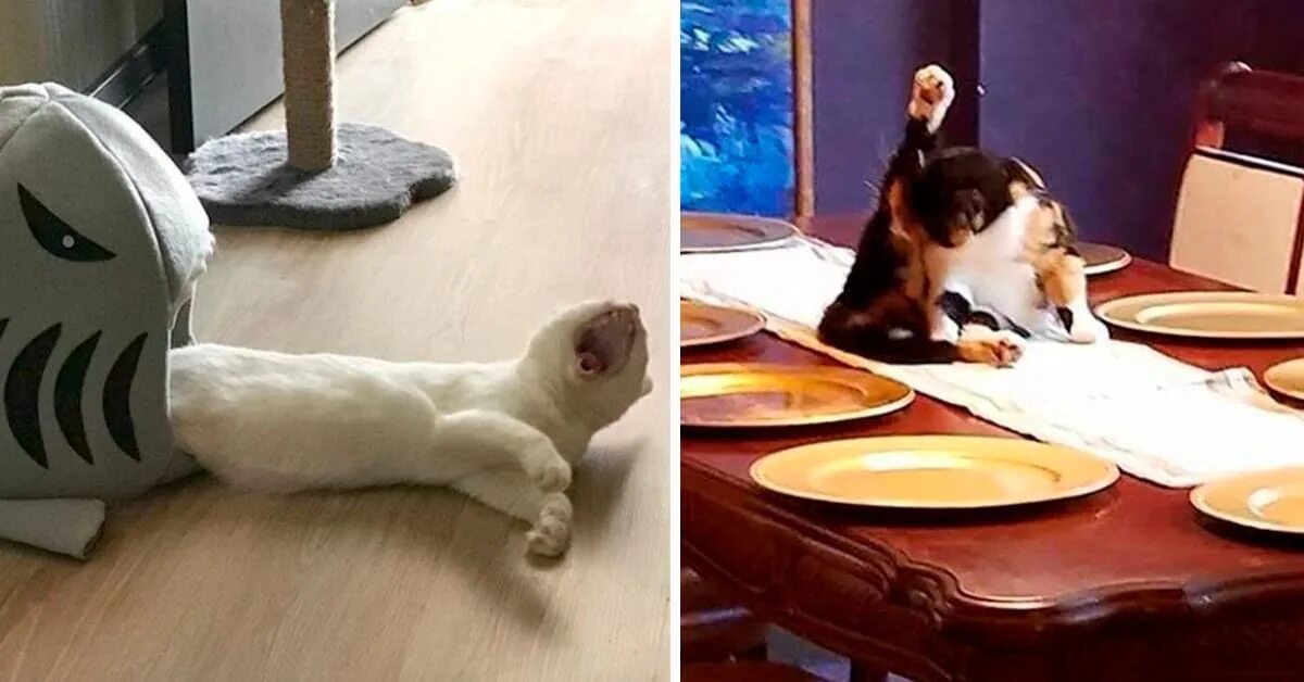 Приколы про домашних питомцев под веществами. Собака испугалась. Hungry animals. Кот в переделки. 19 забавных.