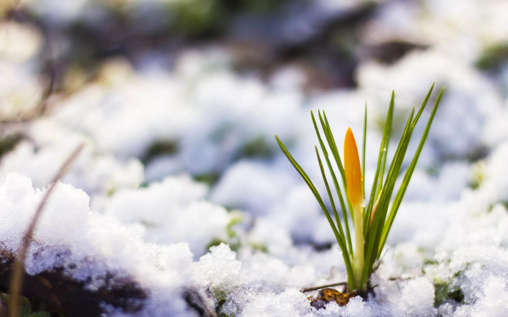 Весенняя капель. Красивые подснежники. Сноу флауэр. Подснежники пробуждение весны. Цветы в снегу.