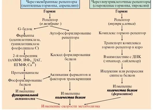 Синтез гормонов происходит. Механизмы действия гормонов на клетки-мишени. Гормоны механизм действия гормонов. Действие гормонов на клетки мишени. Схема действия на клетки мишени стероидных гормонов.