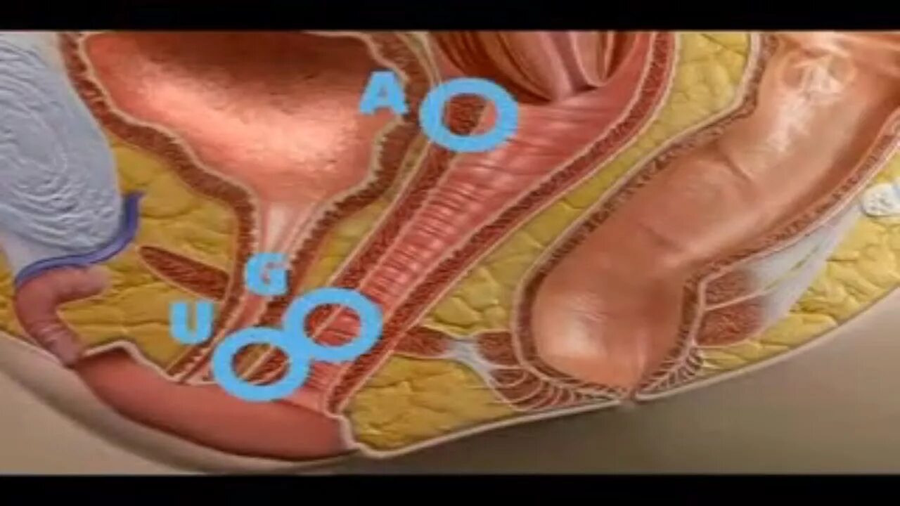 Стимуляция точки g у женщины. Строение клитора точка g. Как найти у девушки g. Стимуляция точки. Схема расположения точки g.