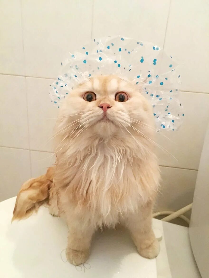 После мытья кошки. Кот в шапочке для душа. Котик в ванной. Кошка моется. Кошечка в ванной.