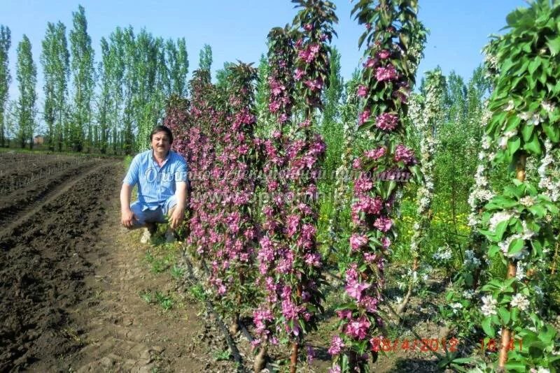 Саженцы в туле где. Никольский Плодопитомник Белгородской. Шугуровский Плодопитомник. Октябрьский Плодопитомник. Томаровский питомник саженцев.