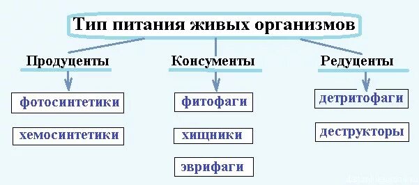 Продуцент детритофаг плотоядное животное. Продуценты консументы и редуценты это. Консументы редуценты продуценты таблица. Типы живых организмов. Экологические группы организмов продуценты консументы и редуценты.