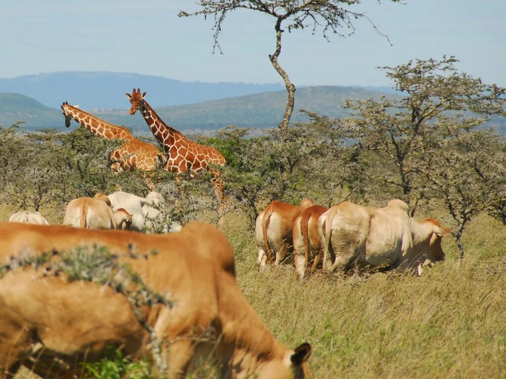 People and wildlife. Сафари в Кении с русскоговорящим гидом. Заповедник ol Pejeta Conservancy. Сафари в Кении в декабре. Амазинг Кения.