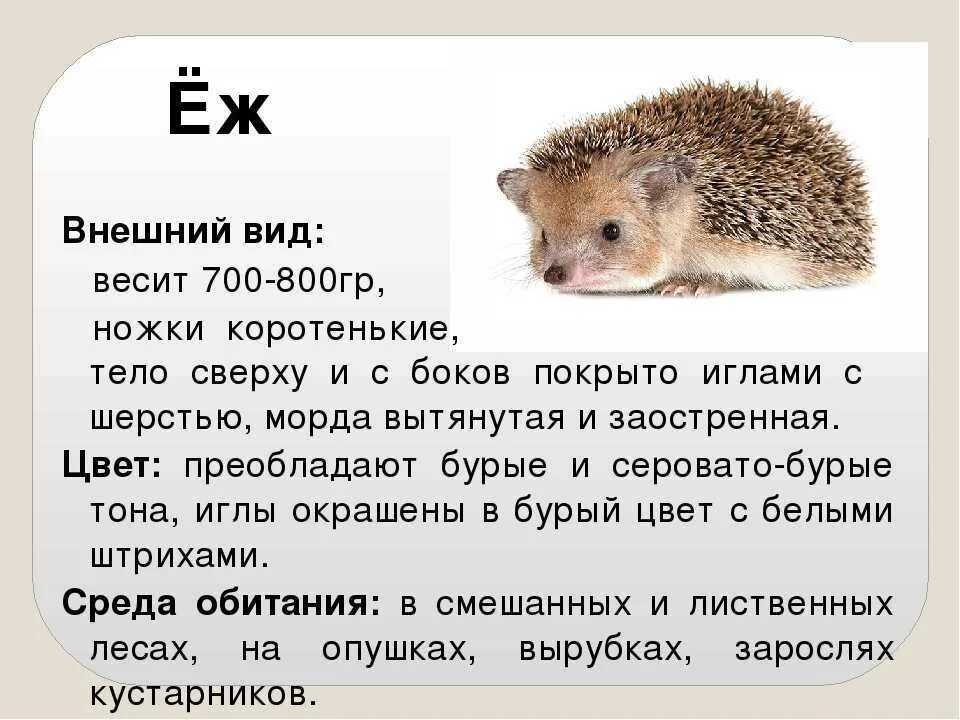 Описание ежа 2 класс. Обыкновенный еж место обитания. строение ежа. характеристика ежа. ежик описание.