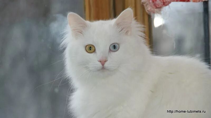 Кошка в исламе. Кошка мухаммеда муизза. Животные в исламе. Кошка в исламе. Кошка в мечети.