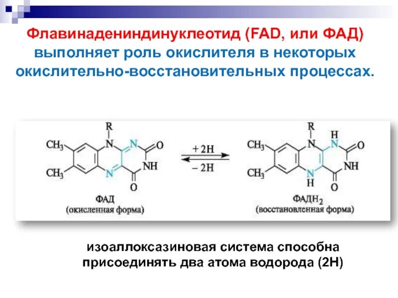 Способные окислять. Окисленный и восстановленный ФАД. Флавинадениндинуклеотид (ФАД). Окисленная форма ФАД. Восстановленная форма ФАД.