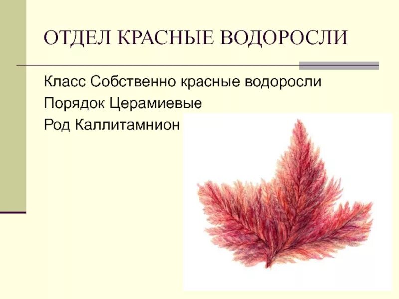 Каллитамнион водоросль. Красные водоросли каллитамнион. Красные водоросли Дазия. Многоклеточные водоросли каллитамнион.