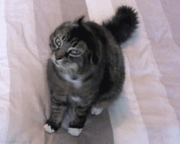 Котик трясется. Кивающий кот. кошка смеется гифка. кот трясется. смешной кот кивает.