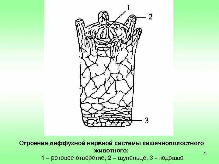 Сетчатая нервная система гидры. Гидра нервная система диффузного типа. Диффузная нервная система гидры. Нервная система кишечнополостных.