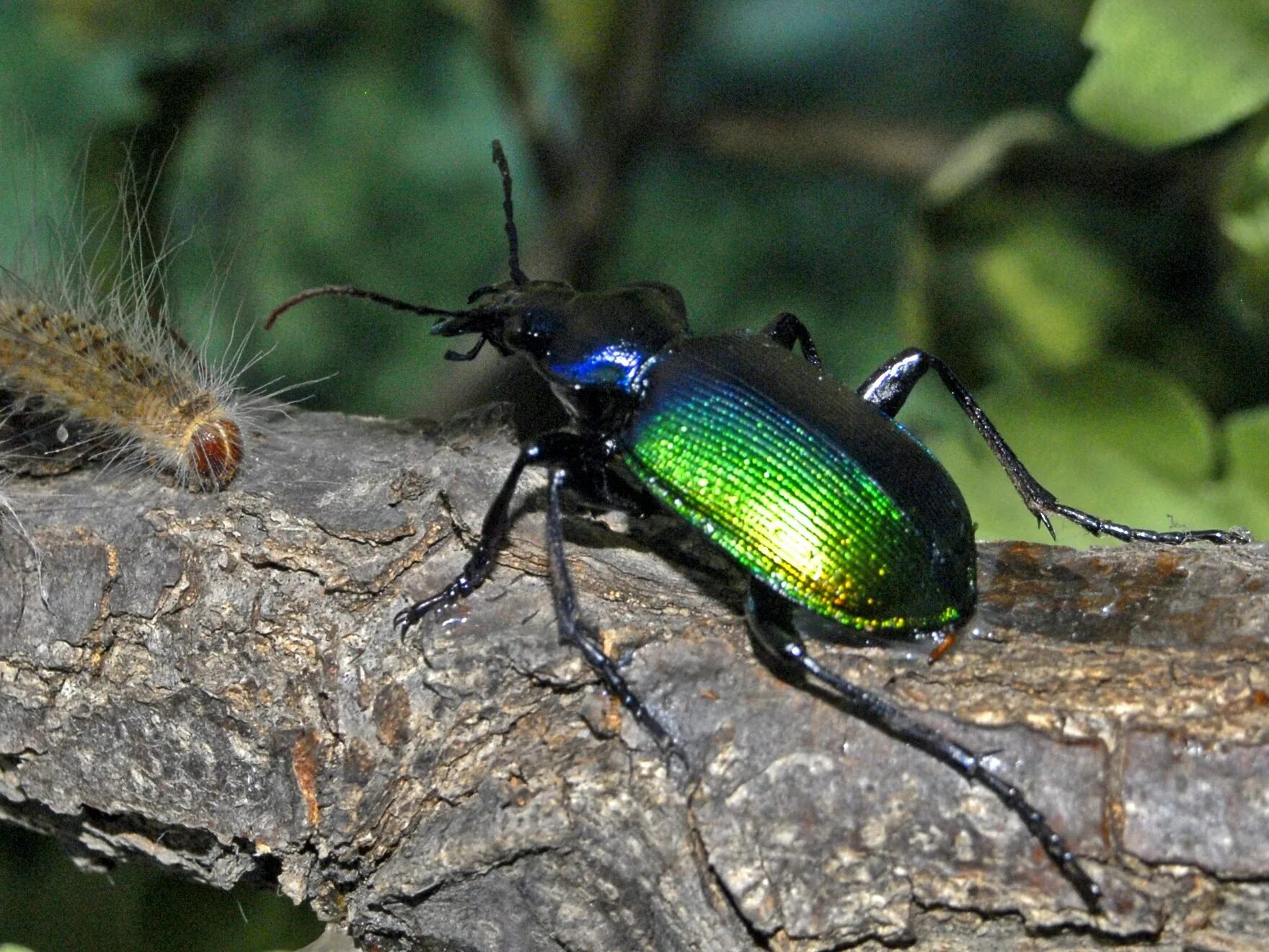 Жук красотел в какой природной. Жужелица красотел. Красотел пахучий (Calosoma sycophanta). Жук жужелица. Жук жужелица узкогрудая.