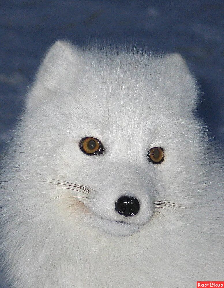 песец белый. сколько живет песец. песец гетерохромия. сколько живет песец. голубой песец тундра.