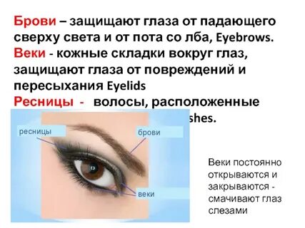 Глаз пота