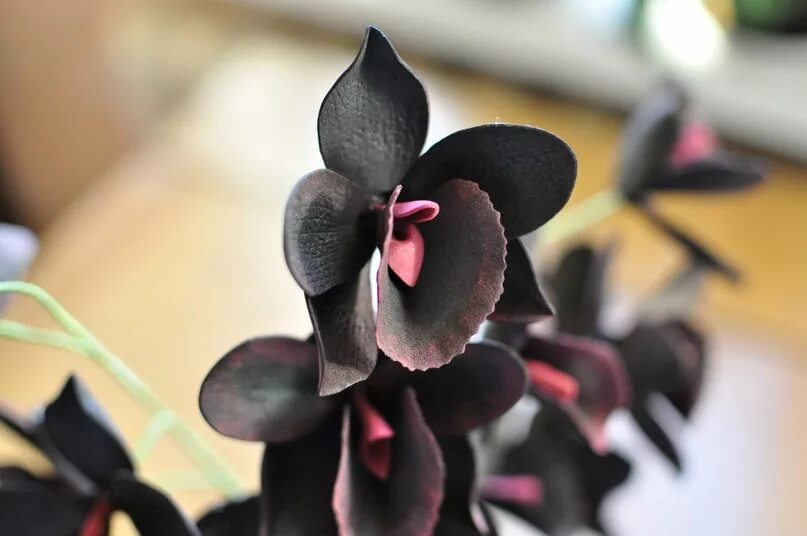 Орхидея легенда фото. Фаленопсис старфиш. Orchid записи. Каттлея аметистоглосса. Орхидея легенда фото.