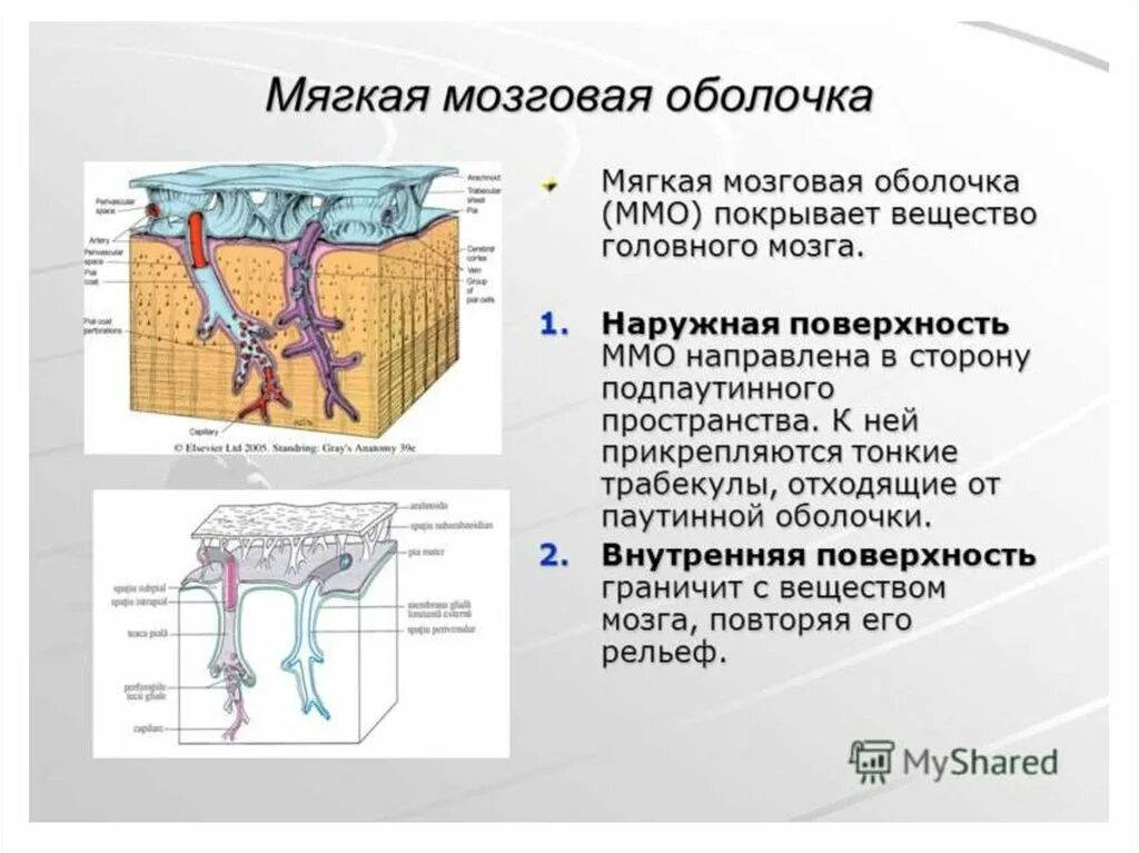 Сосудистая оболочка мозга. Мягкая оболочка головного мозга. Строение мягкой оболочки головного мозга. Мягкая оболочка мозга функции. Паутинная мозговая оболочка головного мозга.