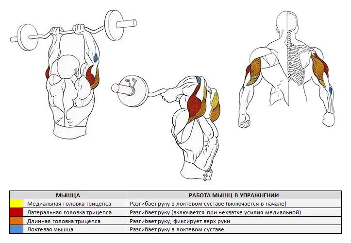 Как накачать длинную. Медиальная головка трицепса анатомия. Упражнения на латеральную головку трицепса. Упражнения на медиальную головку трицепса с гантелями. Упражнения на внешнюю латеральную головку трицепса.