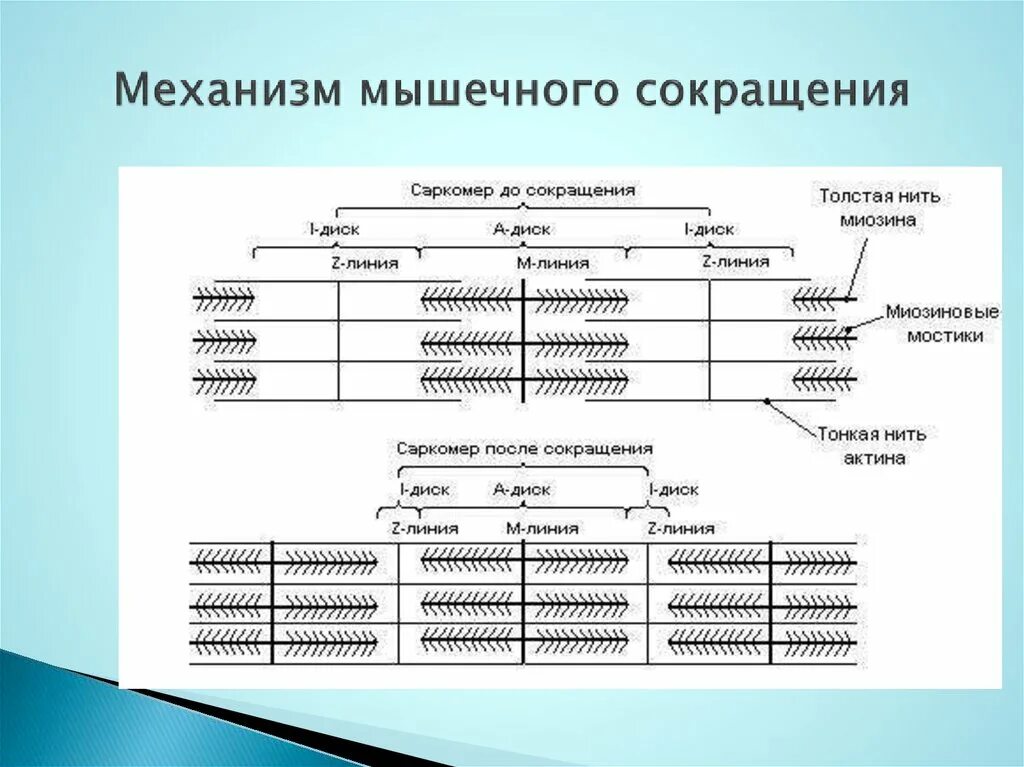 Последовательность мышечных элементов. Этапы мышечного сокращения саркомера. Саркомер механизм мышечного сокращения. Механизм сокращения саркомера гистология. Сокращение мышечного волокна саркомер.