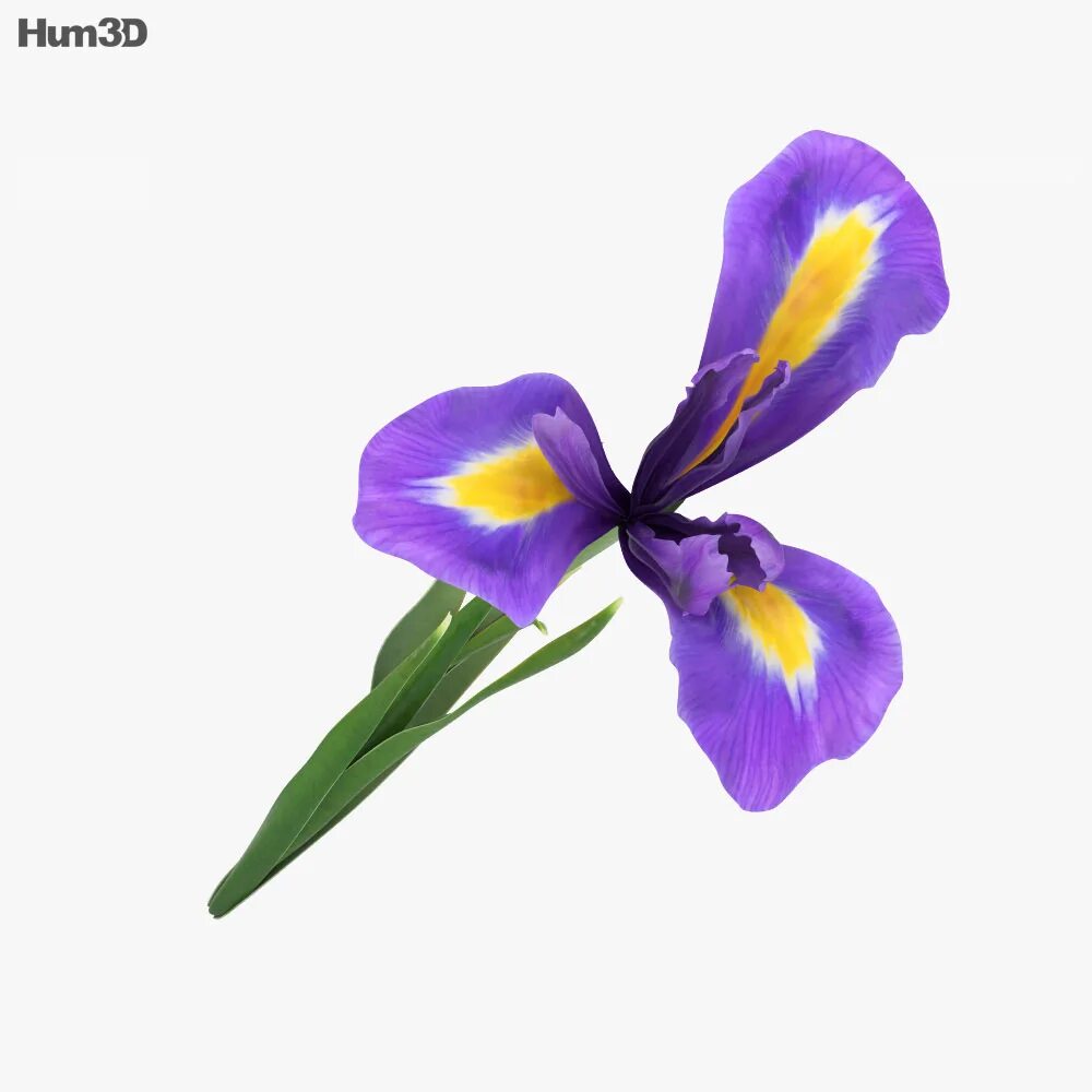 Iris max